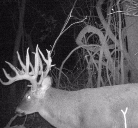 13 Giant Bucks Caught on Trail Camera - Outdoor Enthusiast Lifestyle Magazine