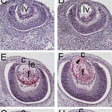 Mice homozygous for a floxed allele of β1-integrin and carrying one ...