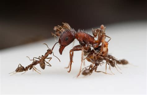 Ant Fight [IMAGE] | EurekAlert! Science News Releases