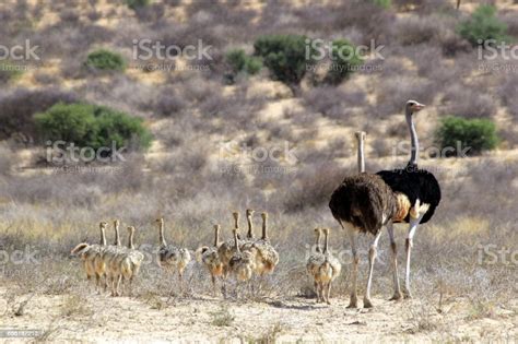 A Family Of Ostriches Walking Away Stock Photo - Download Image Now ...