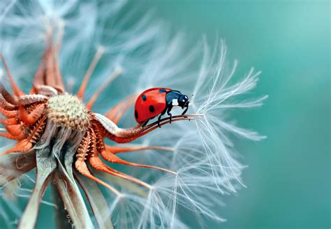 Young Bug Photographer - Macro photo contest | Photocrowd photo ...