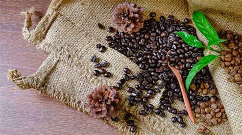 9 Best Organic Coffee Beans in 2024 - Coffeenatics