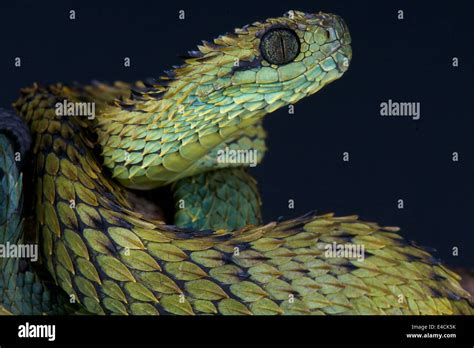 Spiny bush viper / Atheris hispida Stock Photo, Royalty Free Image: 71578575 - Alamy