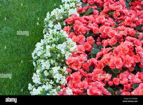 Beautiful flowers in park Stock Photo - Alamy