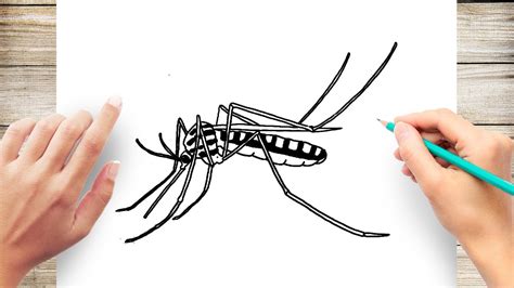 How to Draw Mosquito - YouTube