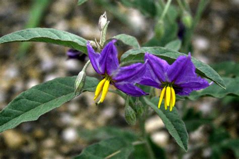 Photo of the bloom of Silverleaf Nightshade (Solanum elaeagnifolium) posted by GrammaChar ...