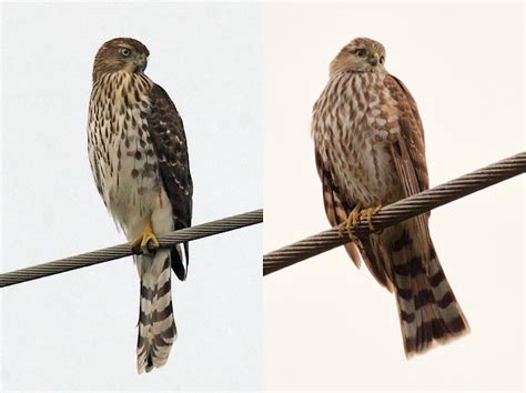 Wing Tips: Sharp-shinned and Cooper's Hawks