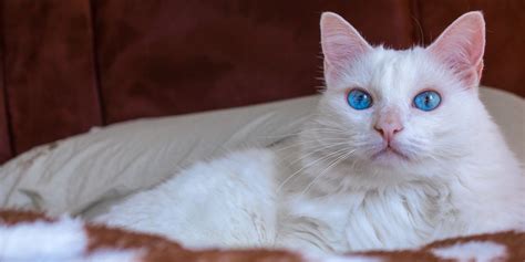 Prettiest White Cat In The World