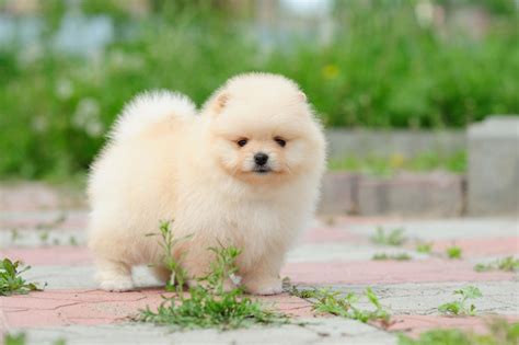 Types of Small Fluffy Dogs - Pet Ponder