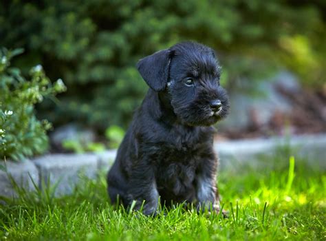 How to Prepare for a Miniature Schnauzer Puppy | Dog Ownership | Wag!