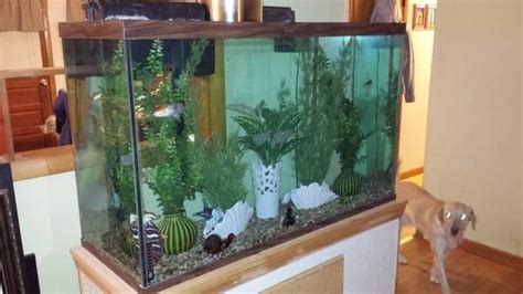 90 Gallon Fish Tank!!! - for Sale in West Haven, Connecticut Classified ...