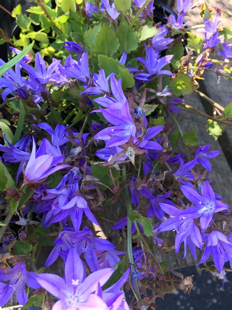 CAMPANULA POSCHARSKYANA BLUE WATERFALL – Horlings Plants