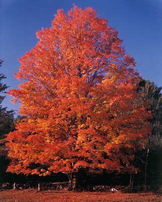 Vermont maple | Vermont, Autumn photography, Beautiful tree