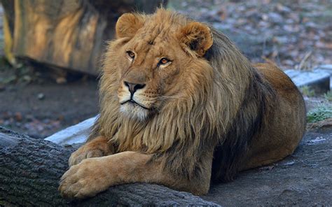 Images lion Paws Glance Animals