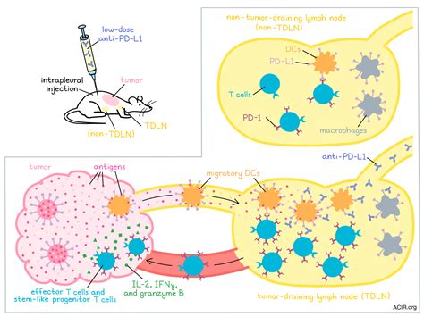 PD-L1 and PD-1 mediate T cell suppression, but not where you think