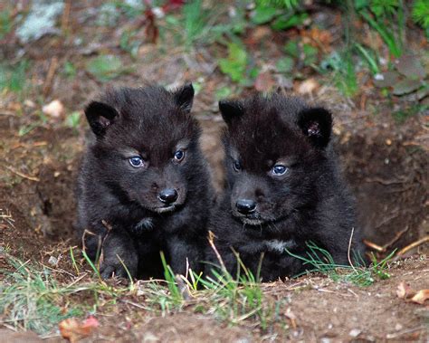 Tundra Wolf Pups in Their Den , Kalispell, Montana Photograph by Ross ...