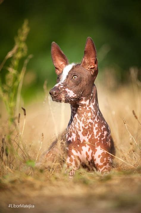 Peruvian Inca Orchid | Hairless dog, Dog breeds, Terrier dog breeds