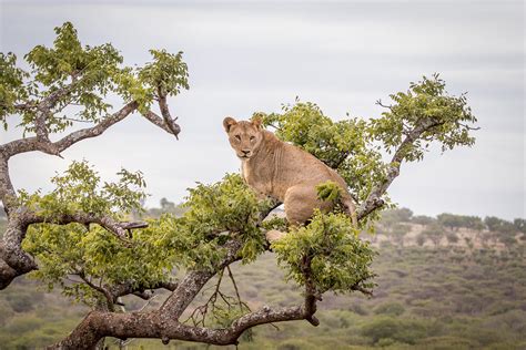 Manyoni Private Game Reserve | South Africa | Wild Safari Guide