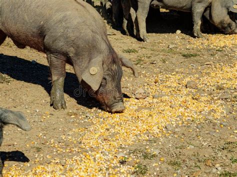 Iberian Pig Eating Corn Feed in the Field Stock Photo - Image of iberian, corn: 118536882