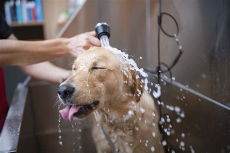 Top Tips For Cleaning Your Dog Grooming Salon - Groomers | Blog