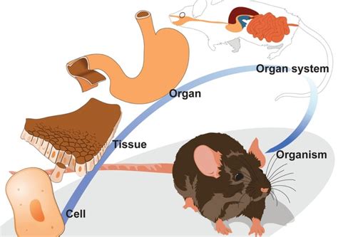 What is Hierarchical Organization Biology?