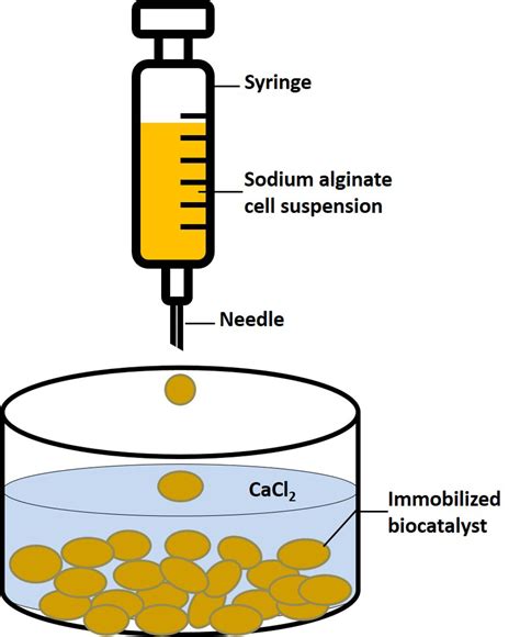 Immobilization of Multi-biocatalysts in Alginate Beads for Cofactor ...