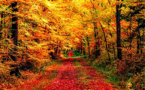 Autumn Forest and Landscape Wallpaper by ROGUE-RATTLESNAKE on DeviantArt