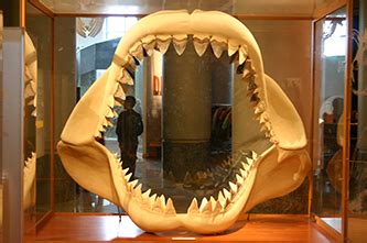 Fossil, Fossilized Teeth of the Megalodon Shark | NCpedia