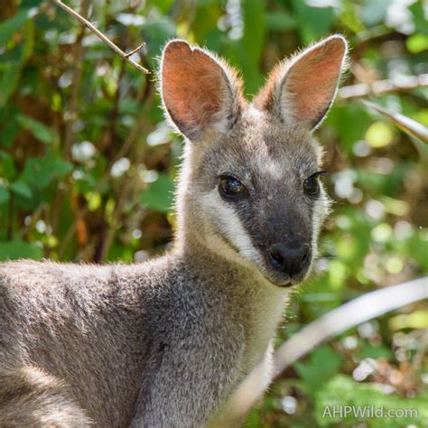 Whiptail Wallaby – AHP Wild