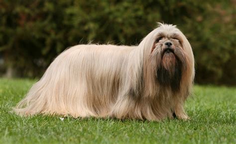 Lhasa Apso: tudo sobre uma das raças mais antigas que existe