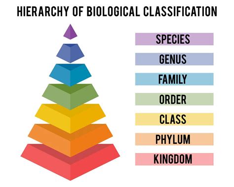 How was Order in Nature Discovered? - Different Truths | Taxonomy ...