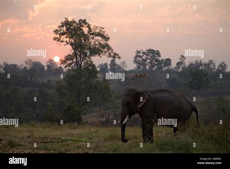 Thailand, Golden Triangle, Chiang Mai, Elephant at Dawn Stock Photo - Alamy