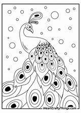 Peacock Coloring Pages  coloring sketch template
