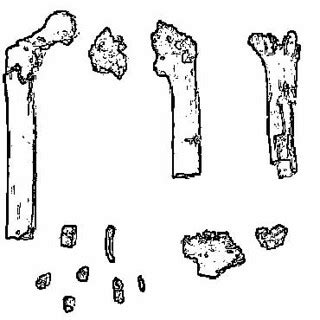 orrorin_tugenensis_fossils | Sapiens Ergsap | Flickr