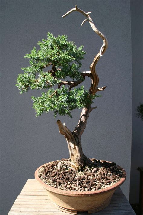 Juniperus squamata since 2010