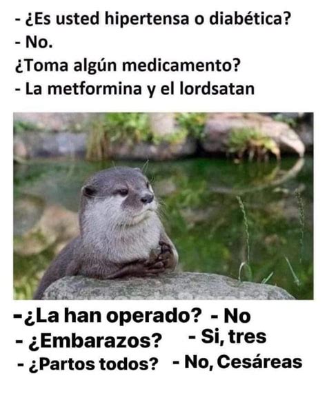 Meme de una marmota : r/vicio