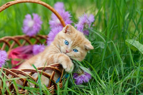 Cute Cat Pictures with Flowers – 1800Flowers Petal Talk