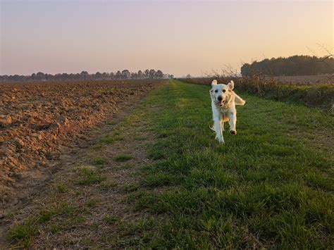 Country Kennels Boarding & Daycare