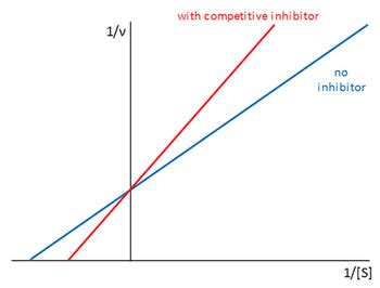 Medicinal Chemistry — Understanding Enzyme Kinetics