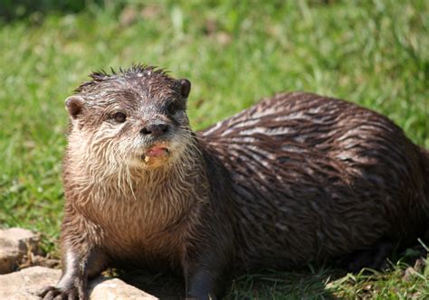 Otter Close-up Portrait Free Stock Photo - Public Domain Pictures