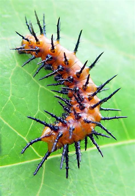 9 Different Types of Caterpillars | Caterpillar, Insects, Type