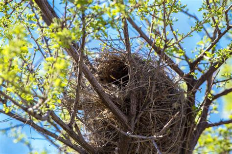 Discover the Official State Bird of Arizona - A-Z Animals