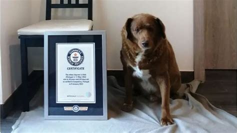 30-Year-Old Bobi Named World's Oldest Dog Ever by Guinness World ...