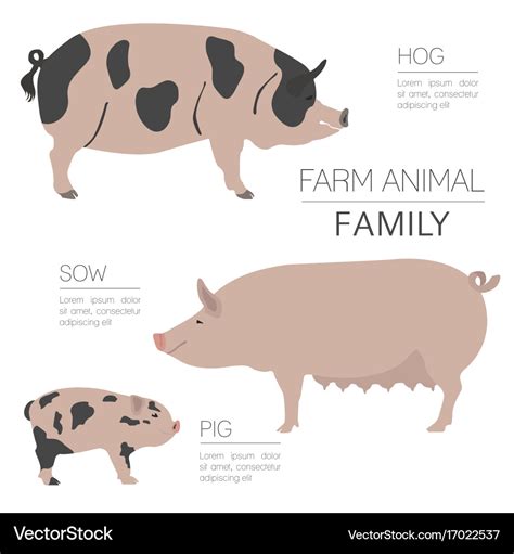 Pig farming infographic template hog sow Vector Image