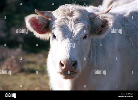 Charolais Beef Stock Photos & Charolais Beef Stock Images - Alamy