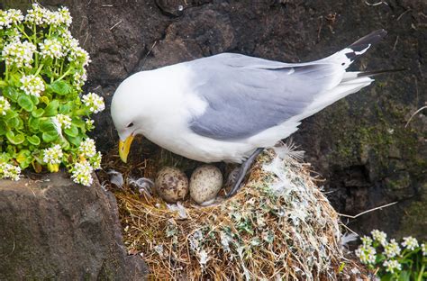 Birds Laying Eggs In Nest