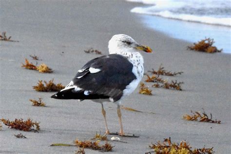 Lesser Black-Backed Gull