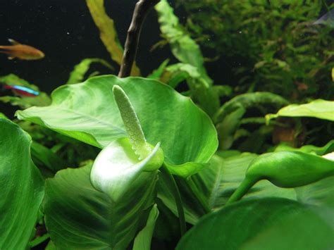 Anubias Barteri - How to Care for Anubias Barteri in the Home Aquarium - Aquarium Tidings