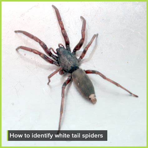 How to get Rid of White Tail Spiders - Competitive Pest Control