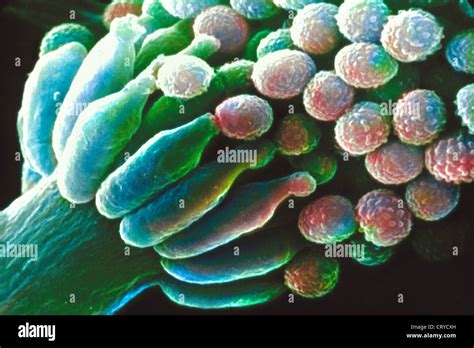 ASPERGILLUS FUMIGATUS Stock Photo - Alamy